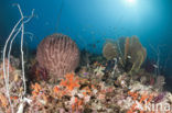 Great Barrel Sponge (Xestospongia testudinaria)