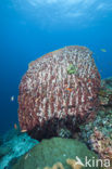 Great Barrel Sponge (Xestospongia testudinaria)