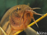 Grote modderkruiper (Misgurnus fossilis) 