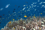 Pacific Ocean