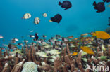 Pacific Ocean