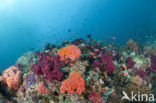 Pacific Ocean