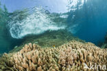 Pacific Ocean