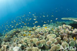 Pacific Ocean