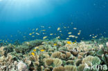 Pacific Ocean