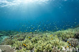 Pacific Ocean