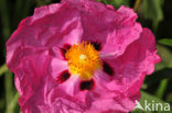 gum rockrose (Cistus ladaniferus)