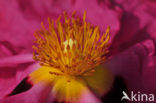 gum rockrose (Cistus ladaniferus)