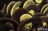 crinoid (Comanthina sp)