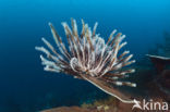 crinoid (Comanthina sp)