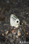 Hairtail blenny (Xiphasia setifer)