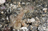 Hairy Octopus (Octopus sp 1)