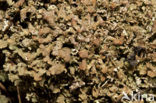 Olive cladonia (Cladonia strepsilis)