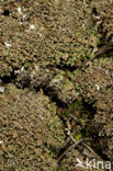 Olive cladonia (Cladonia strepsilis)