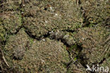 Olive cladonia (Cladonia strepsilis)