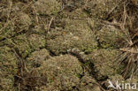 Hamerblaadje (Cladonia strepsilis) 