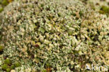 Olive cladonia (Cladonia strepsilis)