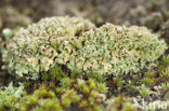 Olive cladonia (Cladonia strepsilis)