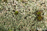 Olive cladonia (Cladonia strepsilis)