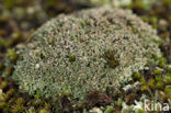 Olive cladonia (Cladonia strepsilis)