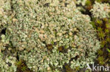 Olive cladonia (Cladonia strepsilis)