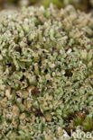 Hamerblaadje (Cladonia strepsilis) 