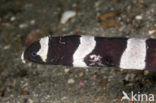 Harlequin snake eel (Myrichthys colubrinus)