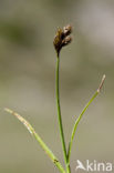 Hazenzegge (Carex ovalis)
