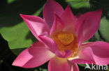 Heilige Lotus (Nelumbo nucifera)