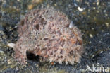 Hispid Frogfish (Antennarius hispidus)