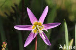 Hondstand (Erythronium americanum)