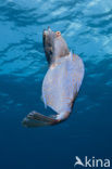 Honeycomb Cowfish (Lactophrys polygonia)