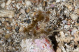 Spider crab (Macropodia spec)