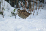 Houtsnip (Scolopax rusticola)