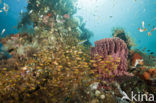 Pygmy sweeper (Parapriacanthus ransonneti)