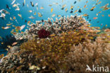 Pygmy sweeper (Parapriacanthus ransonneti)