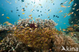 Pygmy sweeper (Parapriacanthus ransonneti)