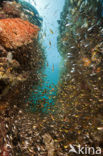 Pygmy sweeper (Parapriacanthus ransonneti)