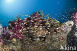 Pygmy sweeper (Parapriacanthus ransonneti)