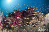 Pygmy sweeper (Parapriacanthus ransonneti)