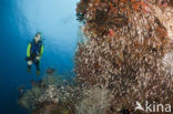 Pygmy sweeper (Parapriacanthus ransonneti)