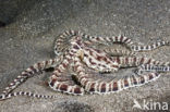 Indonesian Mimic Octopus (Thaumoctopus mimicus)