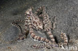 Indonesian Mimic Octopus (Thaumoctopus mimicus)