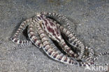 Indonesian Mimic Octopus (Thaumoctopus mimicus)