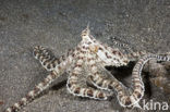 Indonesian Mimic Octopus (Thaumoctopus mimicus)