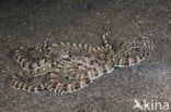 Indonesian Mimic Octopus (Thaumoctopus mimicus)