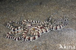 Indonesian Mimic Octopus (Thaumoctopus mimicus)