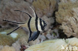 Banggai cardinalfish