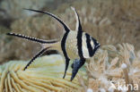 Banggai cardinalfish