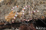 banded coral shrimp